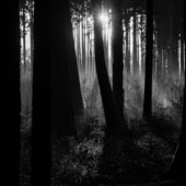 Waldstück I