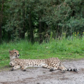 Gepard in Beekse-Bergen
