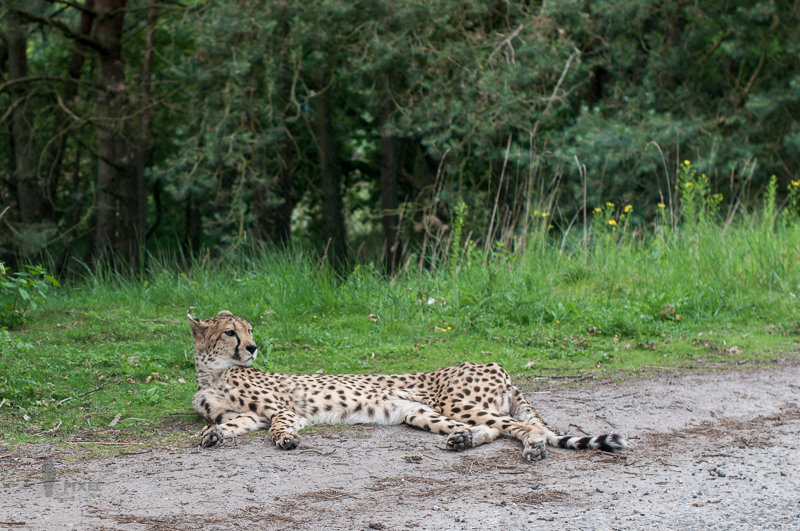 Gepard in Beekse-Bergen