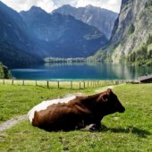 Fischunkelalm am Obersee