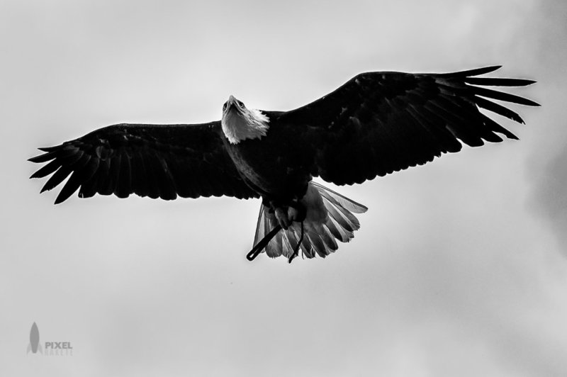 Seeadler in Beekse-Bergen
