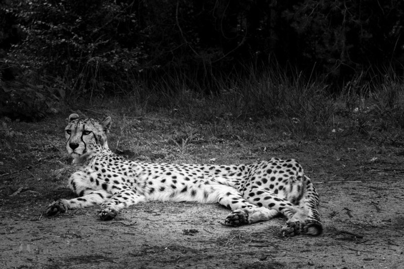 Gepard in Beekse-Bergen