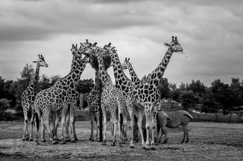 Giraffen in Beekse-Bergen