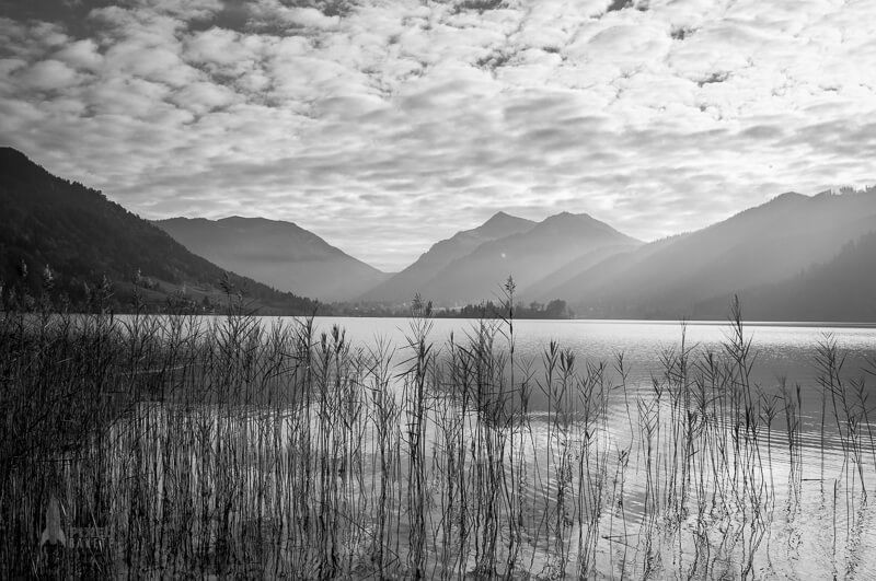 Schilf am Schliersee